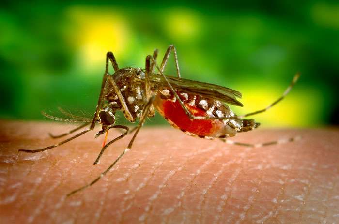 WHO: yellow fever kills 172 in Nigeria